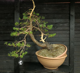 waldkiefer - art.#Y41