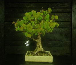 Lebkuchenbaum - art.#L77