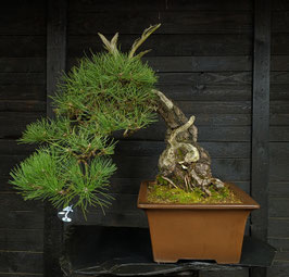 Europäische Schwarzkiefer - art.#N27