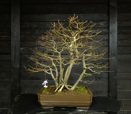 Hainbuche - art.#L68