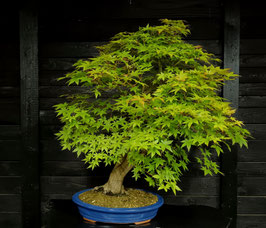 Japanischer Fächerahorn - art.#L74