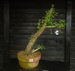 Weissdorn - art.#YL17