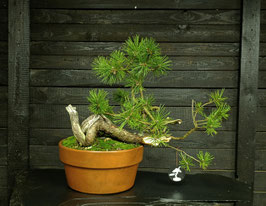 Bergkiefer - art.#Y73