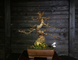 Chinesische ulme - art.#L23
