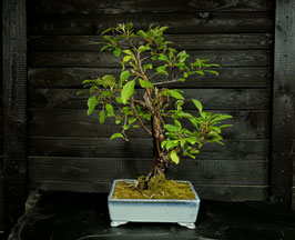 Apfelbaum - art.#L33