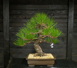 Jap. Schwarzkiefer - art.#N18