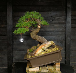 Bergkiefer - art.#N17