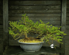 Europäische Lärche - art.#Y99