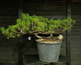 Bergkiefer - art.#Y95