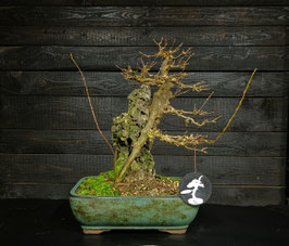 dreispitzahorn - art.#L52