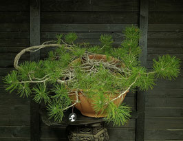 Europäische Schwarzkiefer - art.#Y107