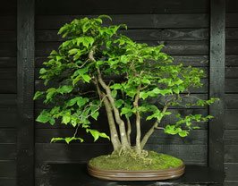 Hainbuche - art.#L63