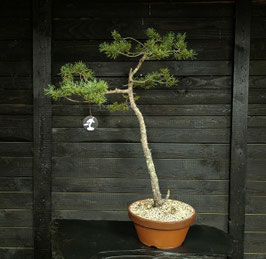 Waldkiefer - art.#Y79