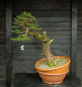 Rotfichte - art.#Y53