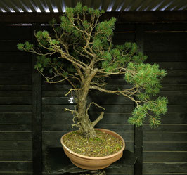 Waldkiefer - art.#Y111