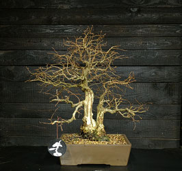 Koreanische Hainbuche - art.#L18