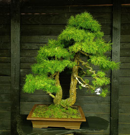 Europäische Lärche - art.#N82