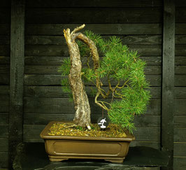 Waldkiefer - art.#YS20