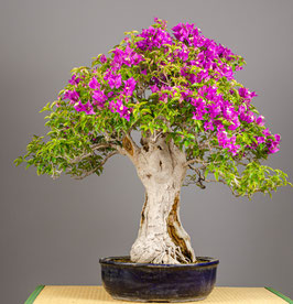 Bougainvillea - art.#I18