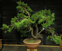 Waldkiefer - art.#Y42