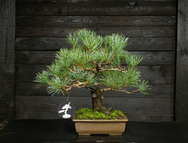 Mädchenkiefer - art.#N45