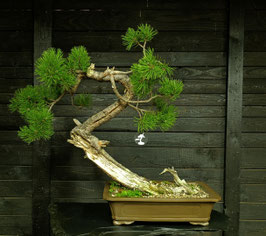 Bergkiefer - art.#YS18