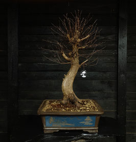 Urweltmammuitbaum - art.#P14