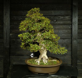 Satsuki Azalee - art.#L23