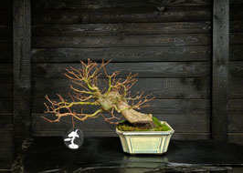 Fächerahorn - art-#L24