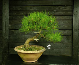 Waldkiefer - art.#Y81