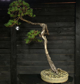 Waldkiefer - art.#N31