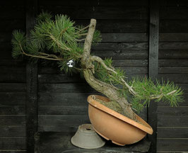 Europäische Schwarzkiefer - art.#Y102