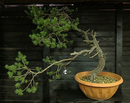 Waldkiefer - art.#Y110