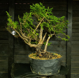 Rotfichte - art.#Y96