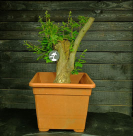 Hainbuche - art.#YL22