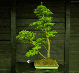 Hemlock Tanne - art.#N77