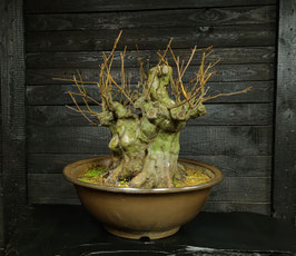 Chinesische Holzquitte - Art.#L19