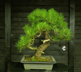 Waldkiefer - art.#N80