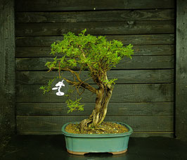 Potentilla - art.#L83