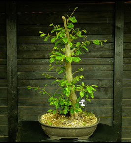 Rotbuche - art.#YL14