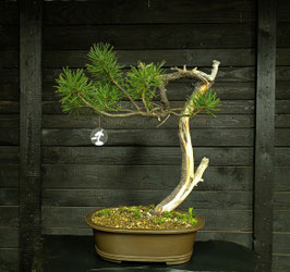 Bergkiefer - art.#YS17