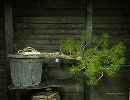 Europäische Schwarzkiefer - art.#Y103