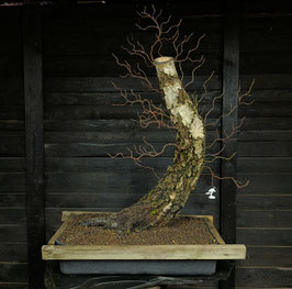 Sandbirke - art.#Y76