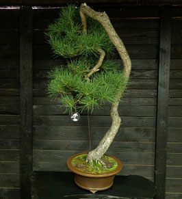 Waldkiefer - art.#N83