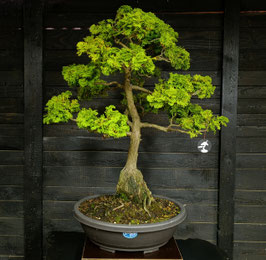 Hinoki - art.#P24