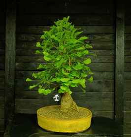 Gingko - art.#L77