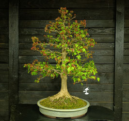 Dreispitzahorn - art.#L91