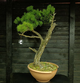 Waldkiefer - art.#Y90