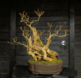 forsythia - art.#L43