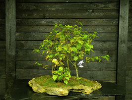 Sandbirke - art.#L95